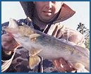 walleye fishing
