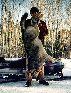 Ontario Canada Wolf Hunts