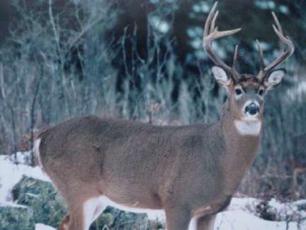 Ontario Whitetail Deer Hunting