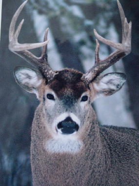 Canada Deer Hunts