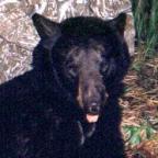 Ontario Bear Hunts