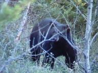 Ontario Bear Hunting
