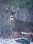 Ontario Deer Hunting