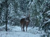 Ontario_Whitetail_Deer Hunting - Pickerel_Lake_Outfitters